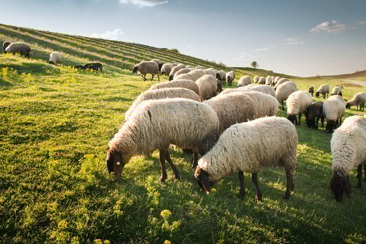 Gli agnelli sacrificali