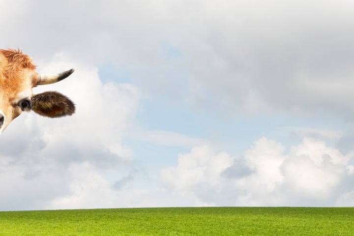 mucca che fa capolino con campo verde sullo sfondo
