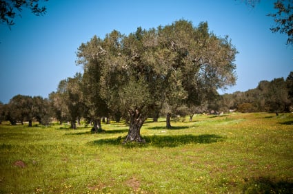 Olio extravergine d&#8217;oliva: elisir di lunga vita