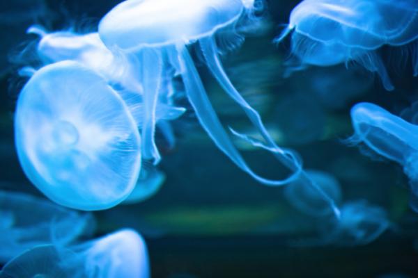 Il rimedio anti-medusa? L&#8217;acqua di mare