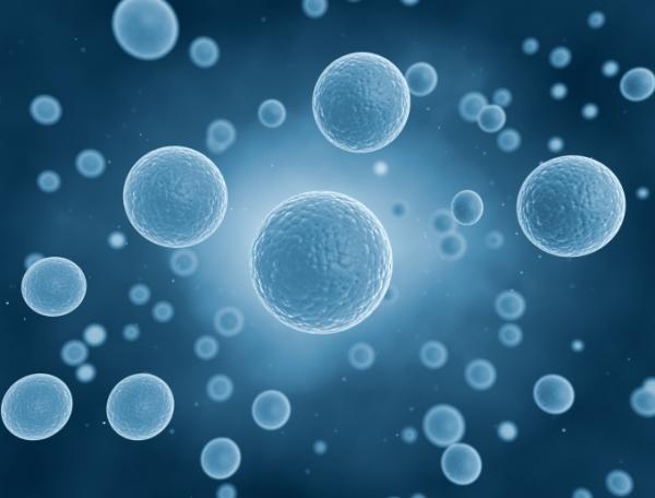 Il Nobel per la medicina 2013 agli studi sul trasporto cellulare
