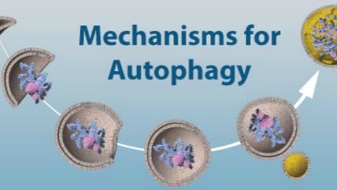 Il Nobel per la medicina agli studi sull&#8217;autofagia