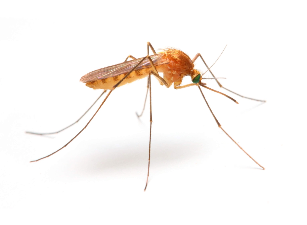 Malaria: che cos&#8217;è? Come avviene il contagio? Come si cura?