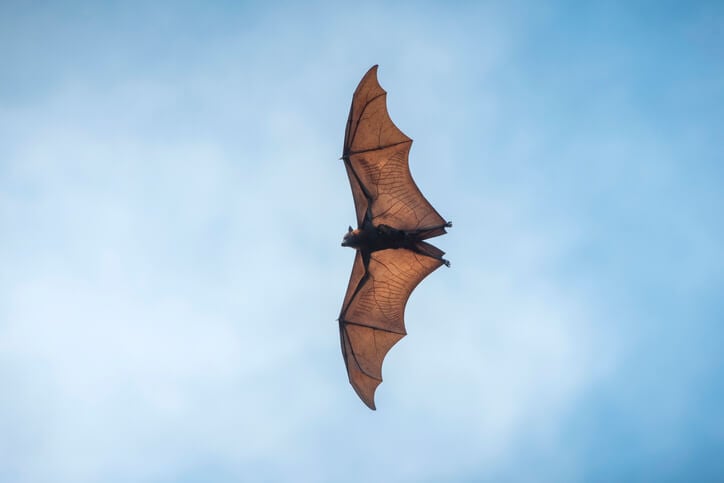 Zoonosi: perché alcuni virus «saltano» dagli animali all&#8217;uomo?