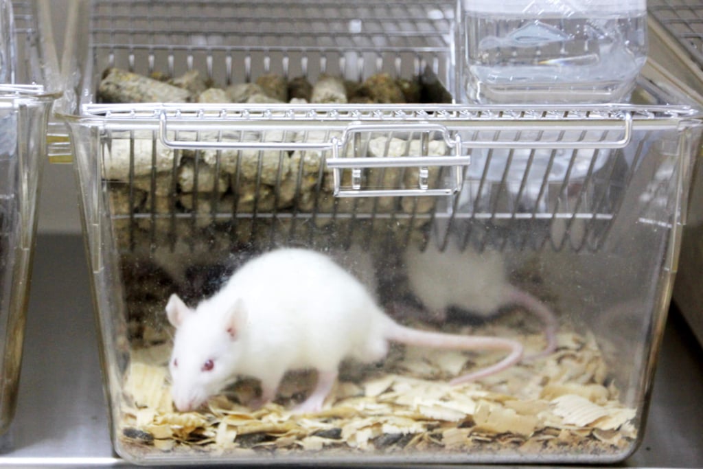 animale da laboratorio, sperimentazione animale, ratto in uno stabulario